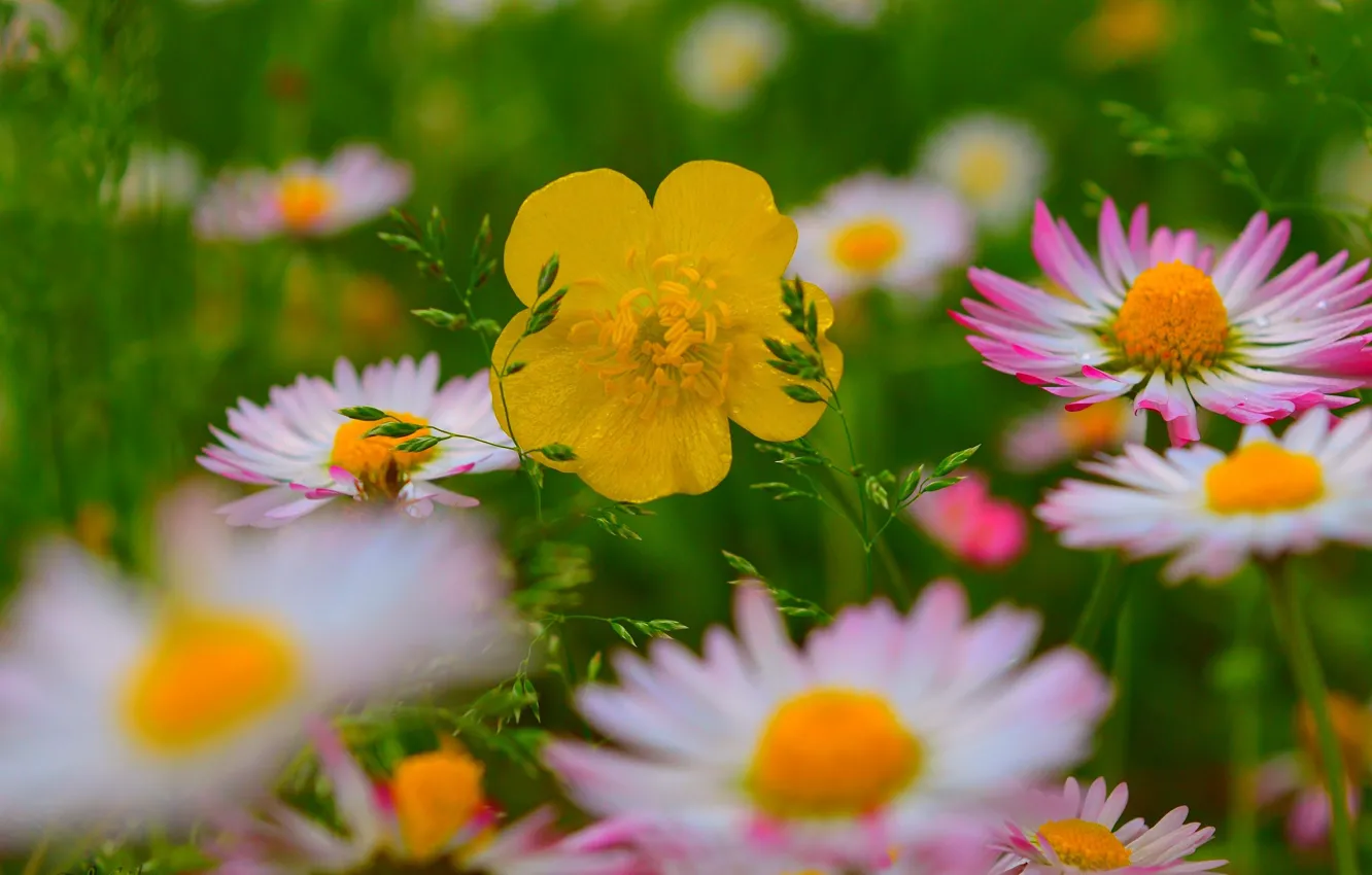 Фото обои Весна, Цветочки, Flowers, Spring