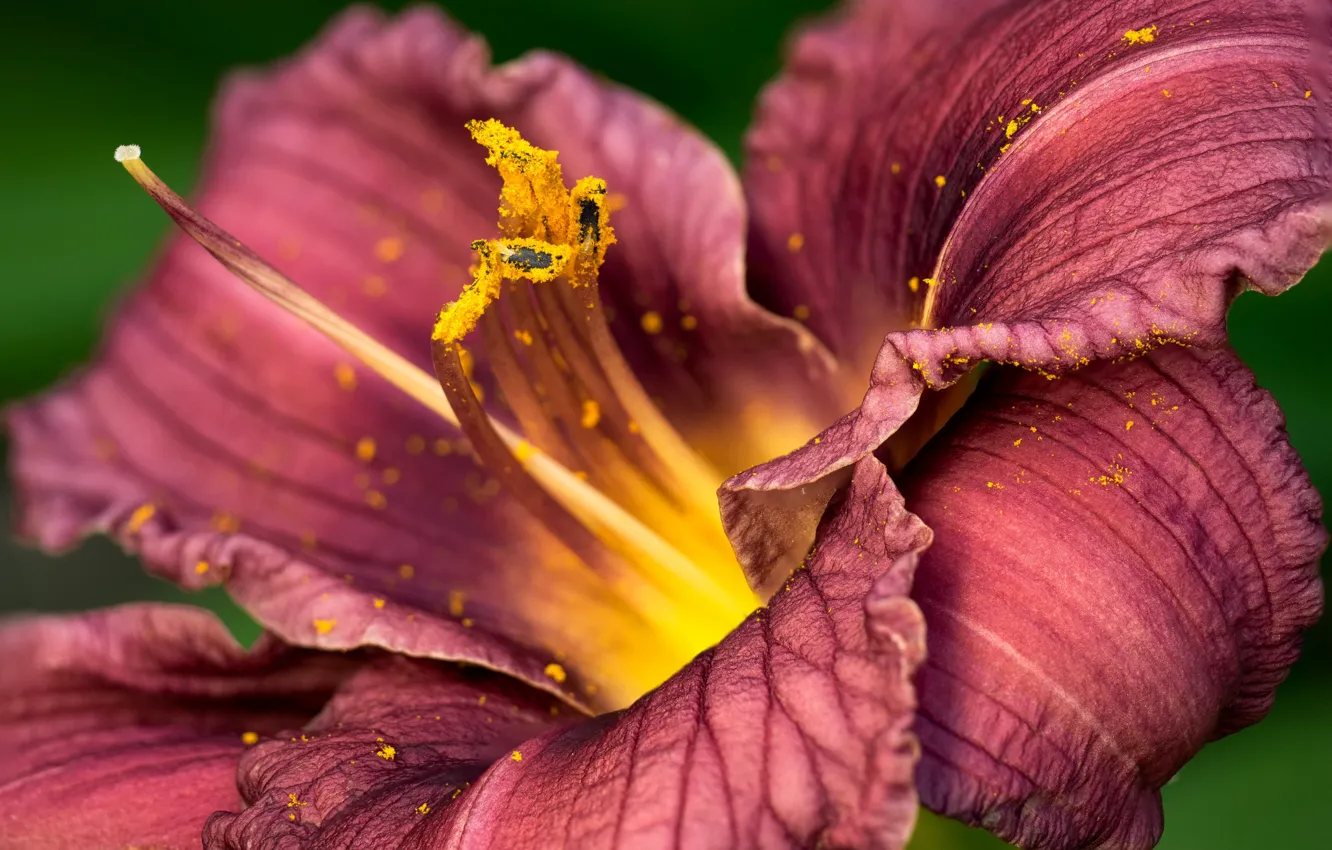 Фото обои цветок, лилия, лепестки