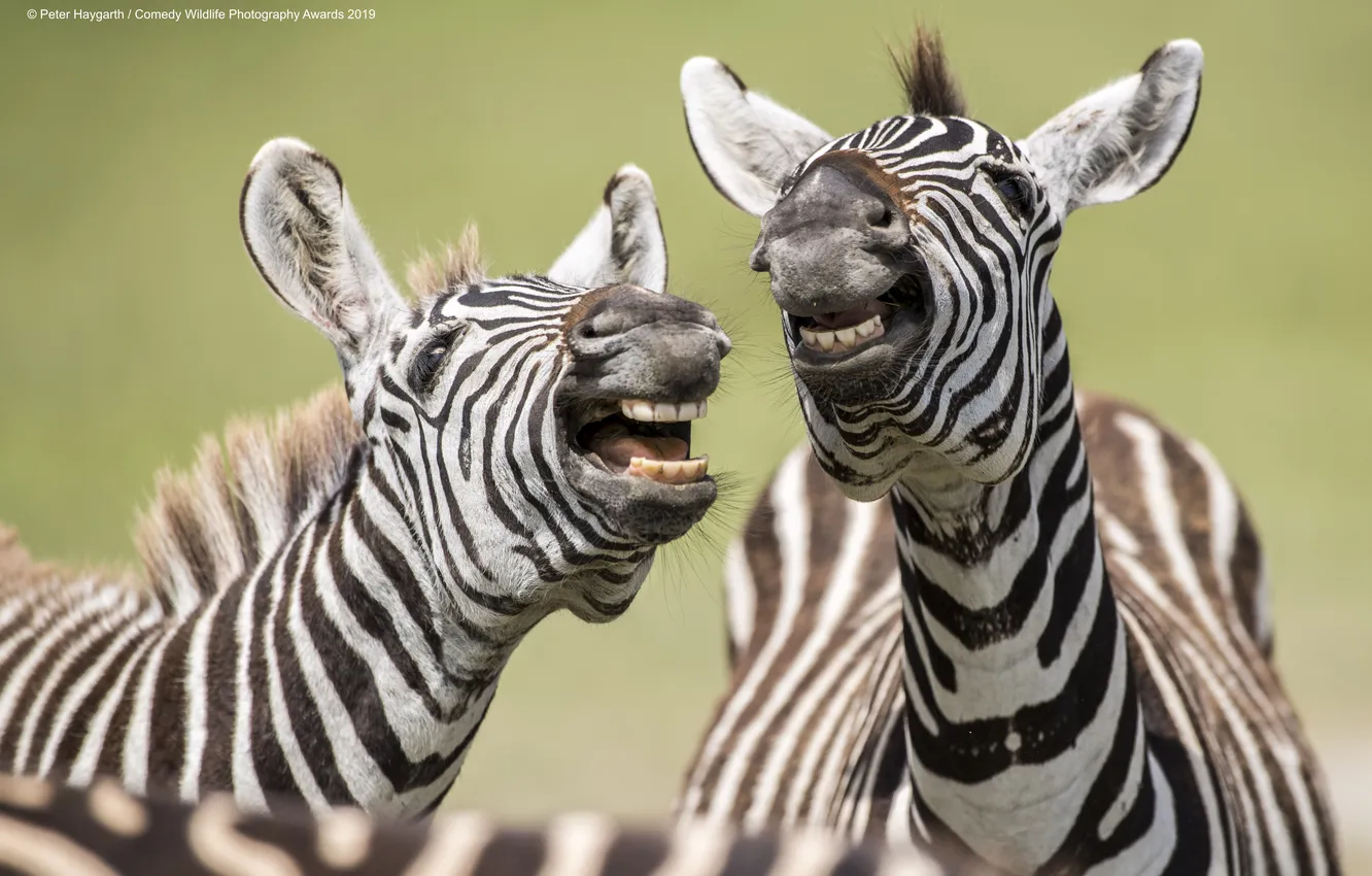 Фото обои зебра, фотограф, zebra, Peter-Haygarth, Питер Хэйгарт, зебры смеются