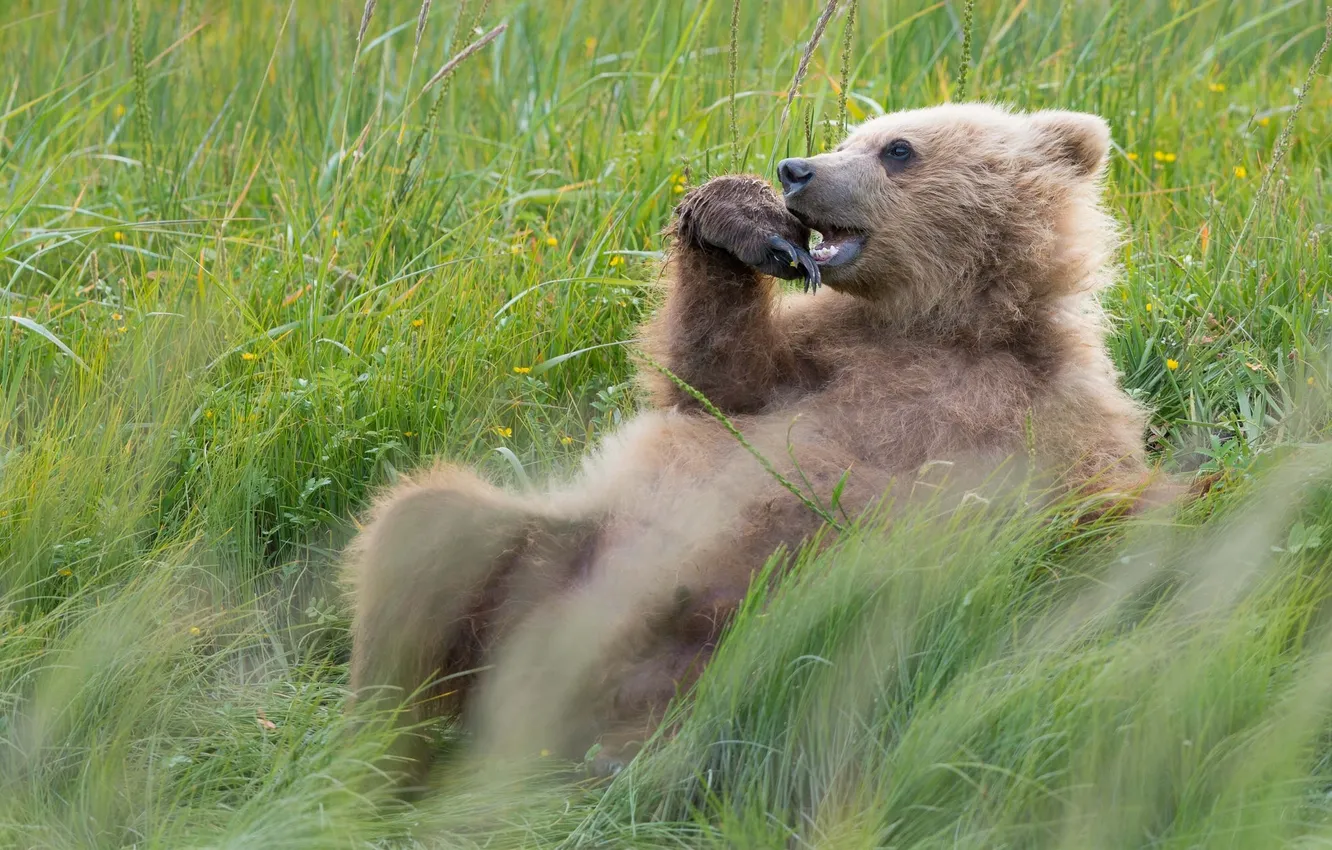 Фото обои трава, отдых, медведь, Аляска, луг, Alaska, Lake Clark National Park