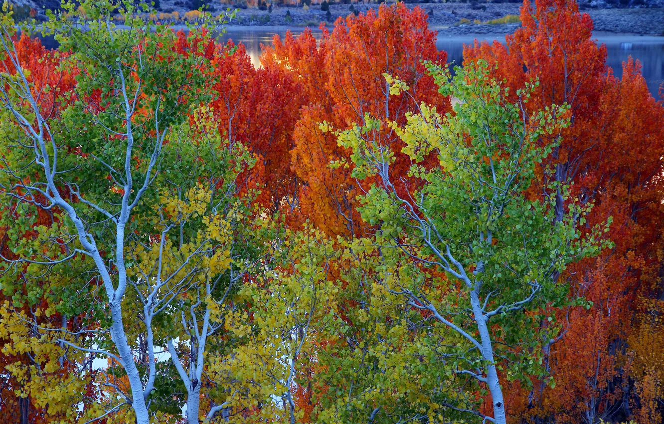 Фото обои осень, листья, деревья, озеро, Калифорния, США, June Lake