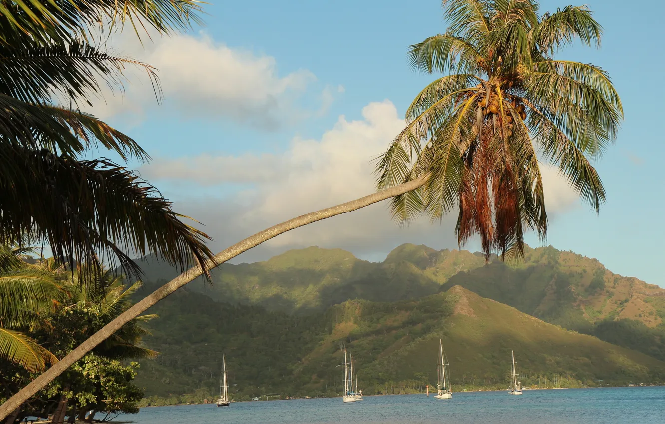 Фото обои море, горы, тропики, пальмы, побережье, яхты, Французская Полинезия