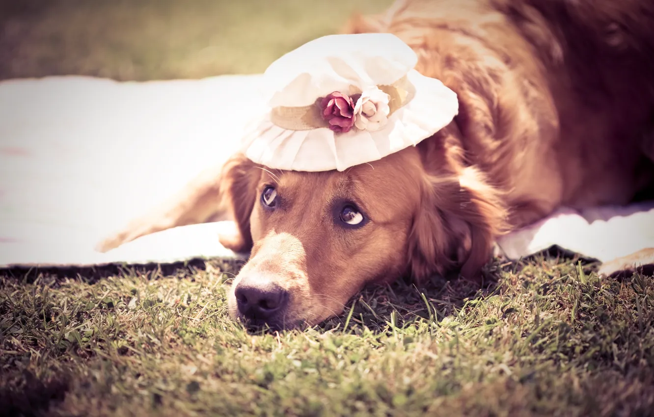 Фото обои лето, собака, шляпка, Dog, симпотичная