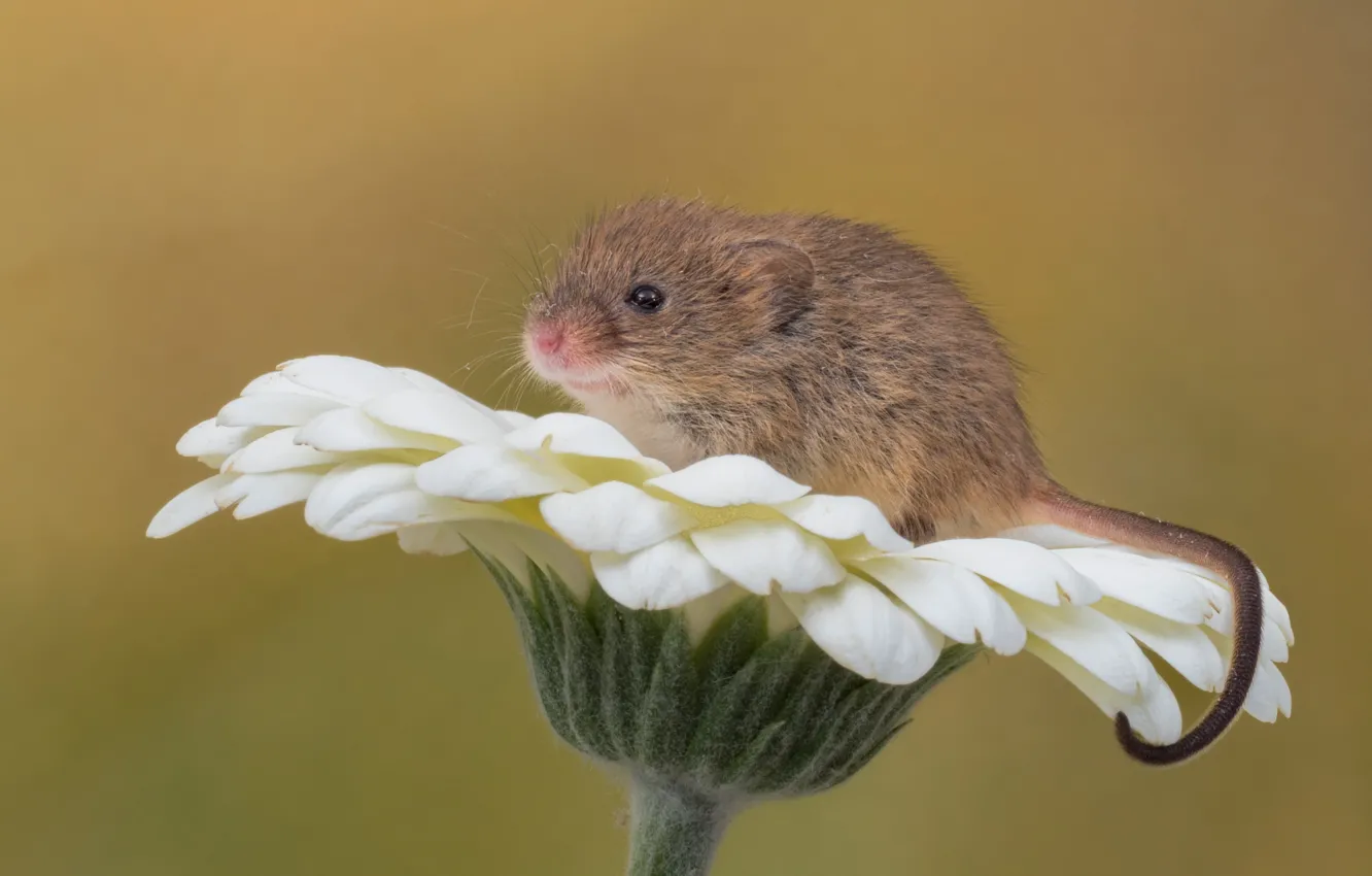 Фото обои цветок, макро, фон, грызун, гербера, Мышь-малютка, Harvest mouse
