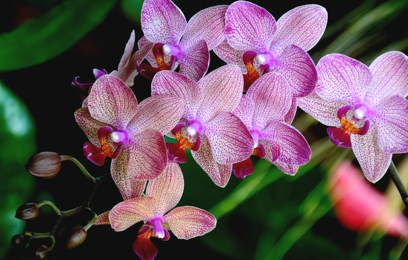 Фото обои лепестки, розовые, орхидея