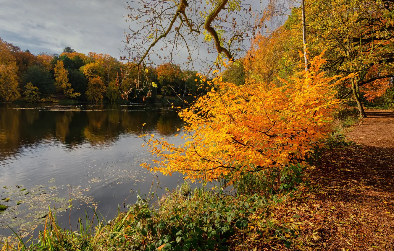 Фото обои осень, лес, трава, листья, свет, деревья, ветки, озеро