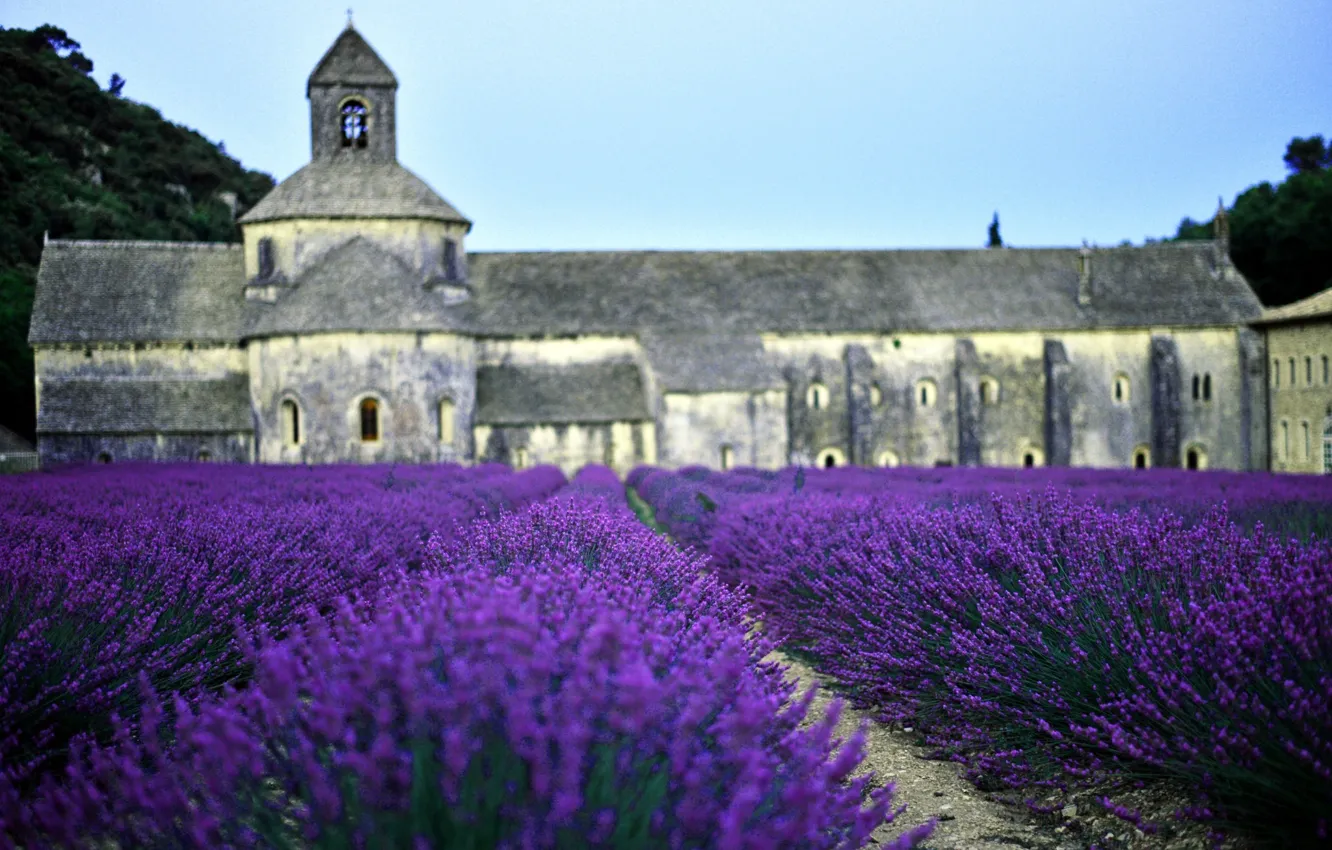 Фото обои поле, Франция, церковь, лаванда