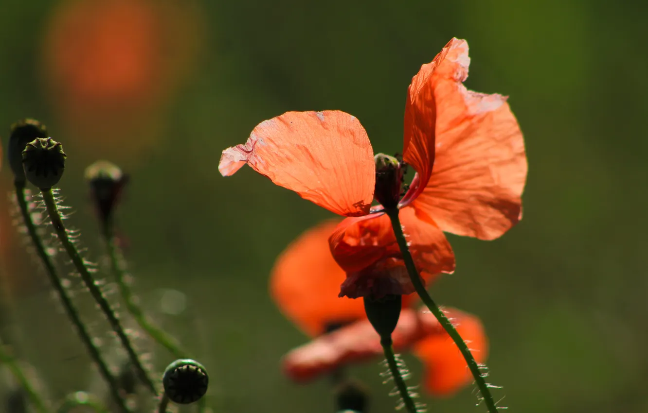 Фото обои red, flower, poppy