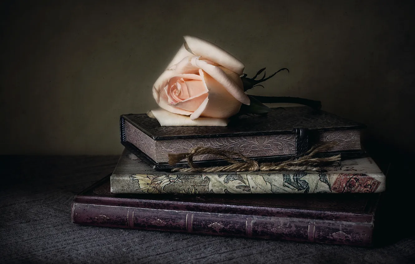 Фото обои стиль, роза, книги, бутон