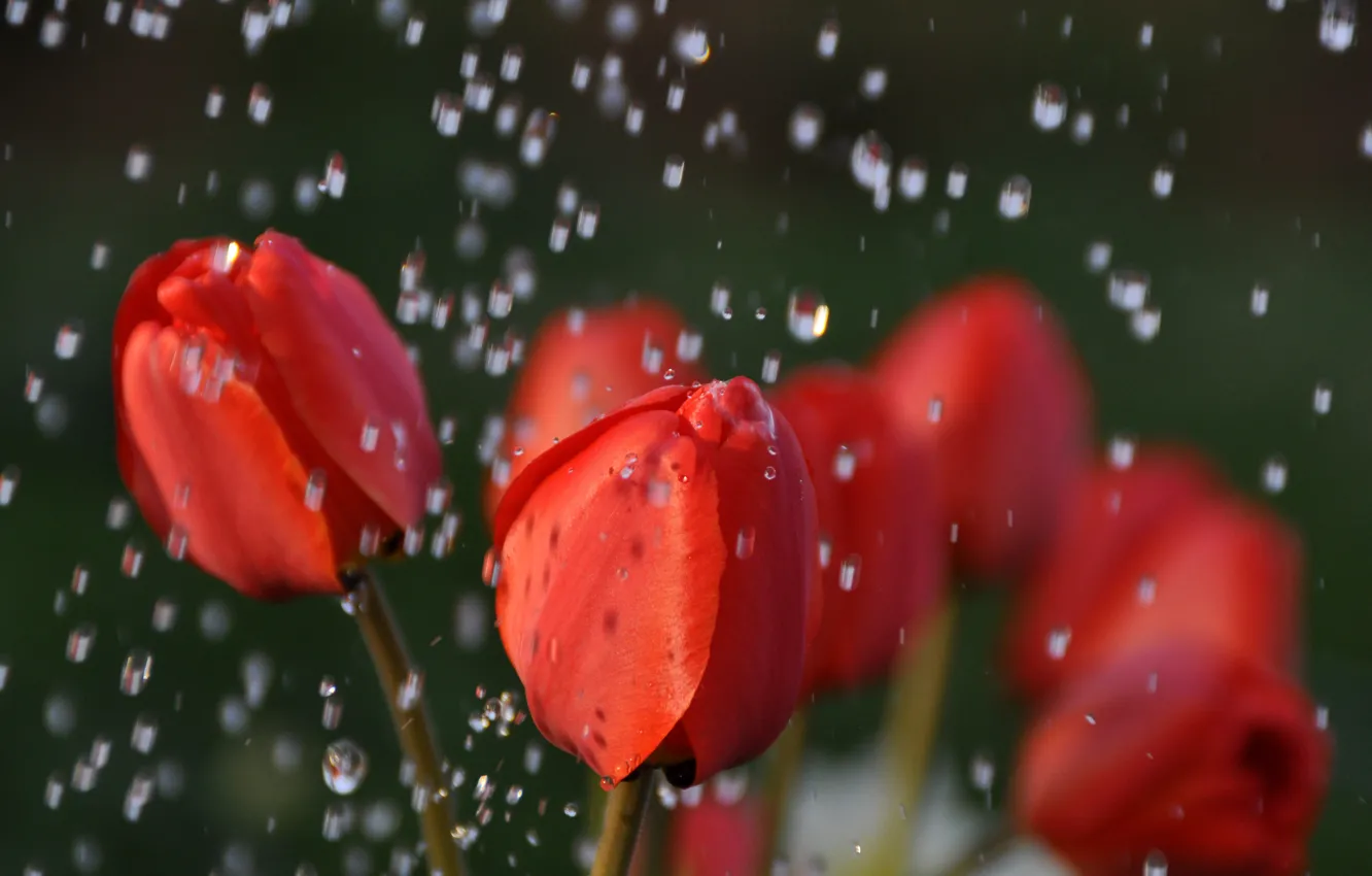 Фото обои вода, капли, макро, цветы, природа, дождь, тюльпаны, красные