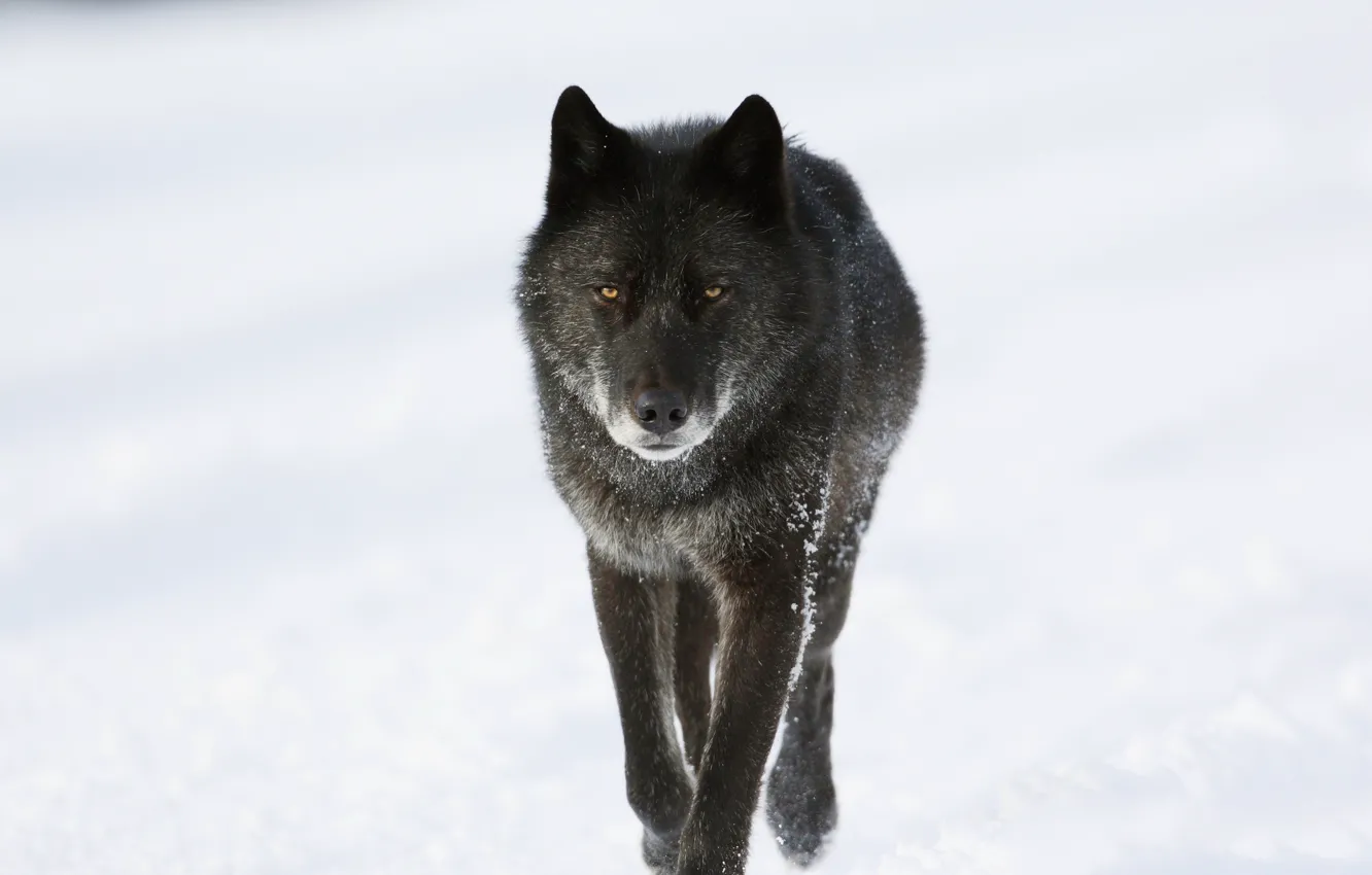 Фото обои зима, снег, волк, хищник