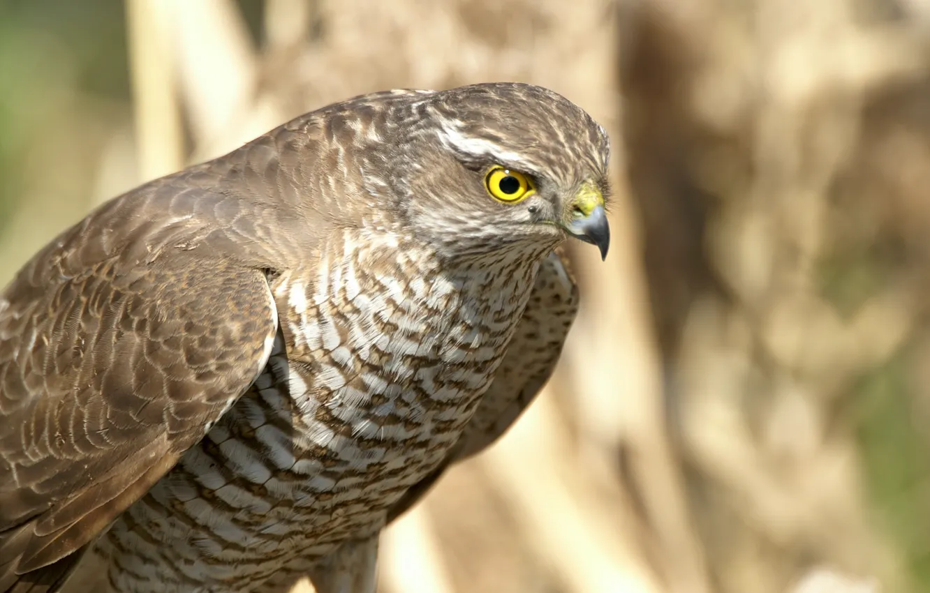 Фото обои взгляд, или малый ястреб (Accipiter nisus), высматривание жертвы, готовность к атаке, Ястреб-перепелятник