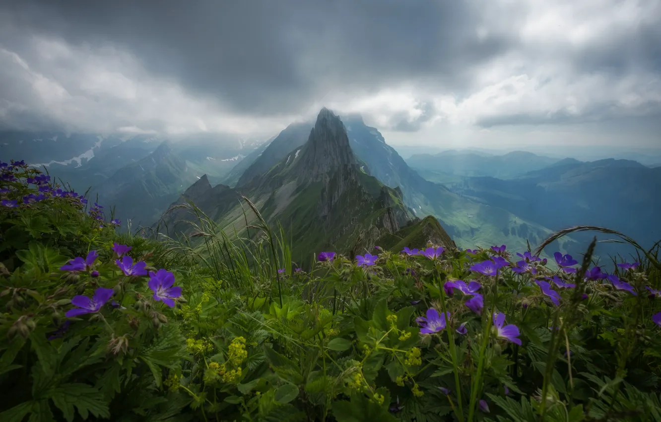 Фото обои цветы, горы, Швейцария, Альпы, вершина, панорама, Switzerland, Alps