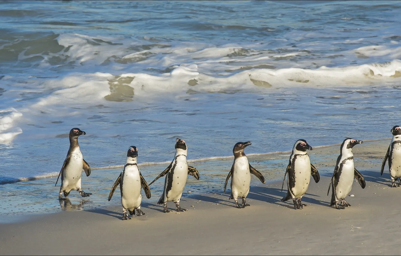 Фото обои seven, nature, Animals, penguins