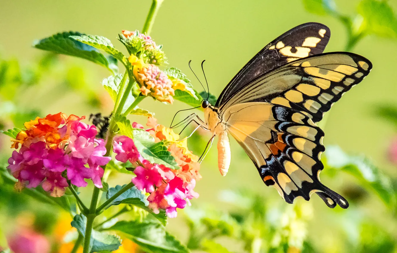 Фото обои цветы, бабочка, крылья