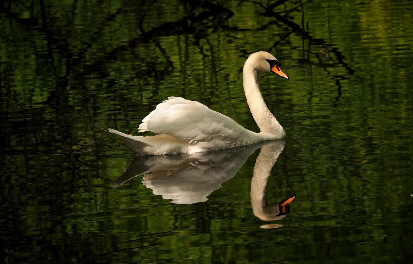 Фото обои вода, птица, рябь, грация, лебедь