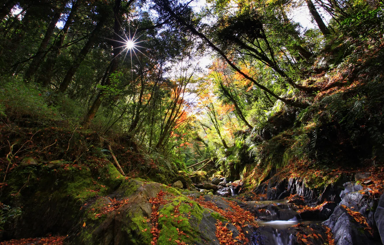 Фото обои зелень, лес, солнце, деревья, река, ручей, камни, мох