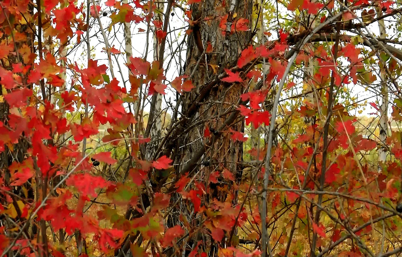 Фото обои осень, фон, текстура, Листья