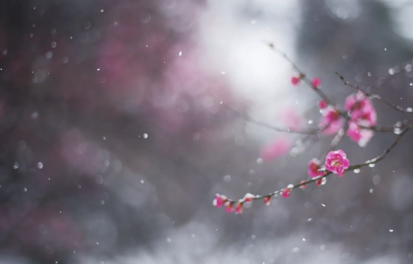Фото обои зима, цветок, макро, снег, ветка, боке, слива, Февраль