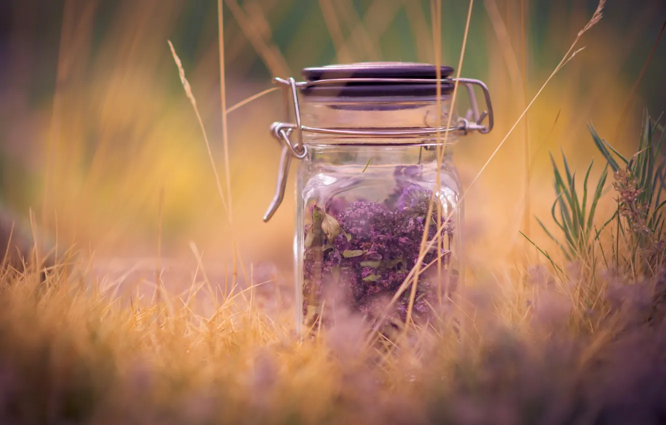 Фото обои фиолетовый, трава, макро, фон, widescreen, обои, настроения, растение