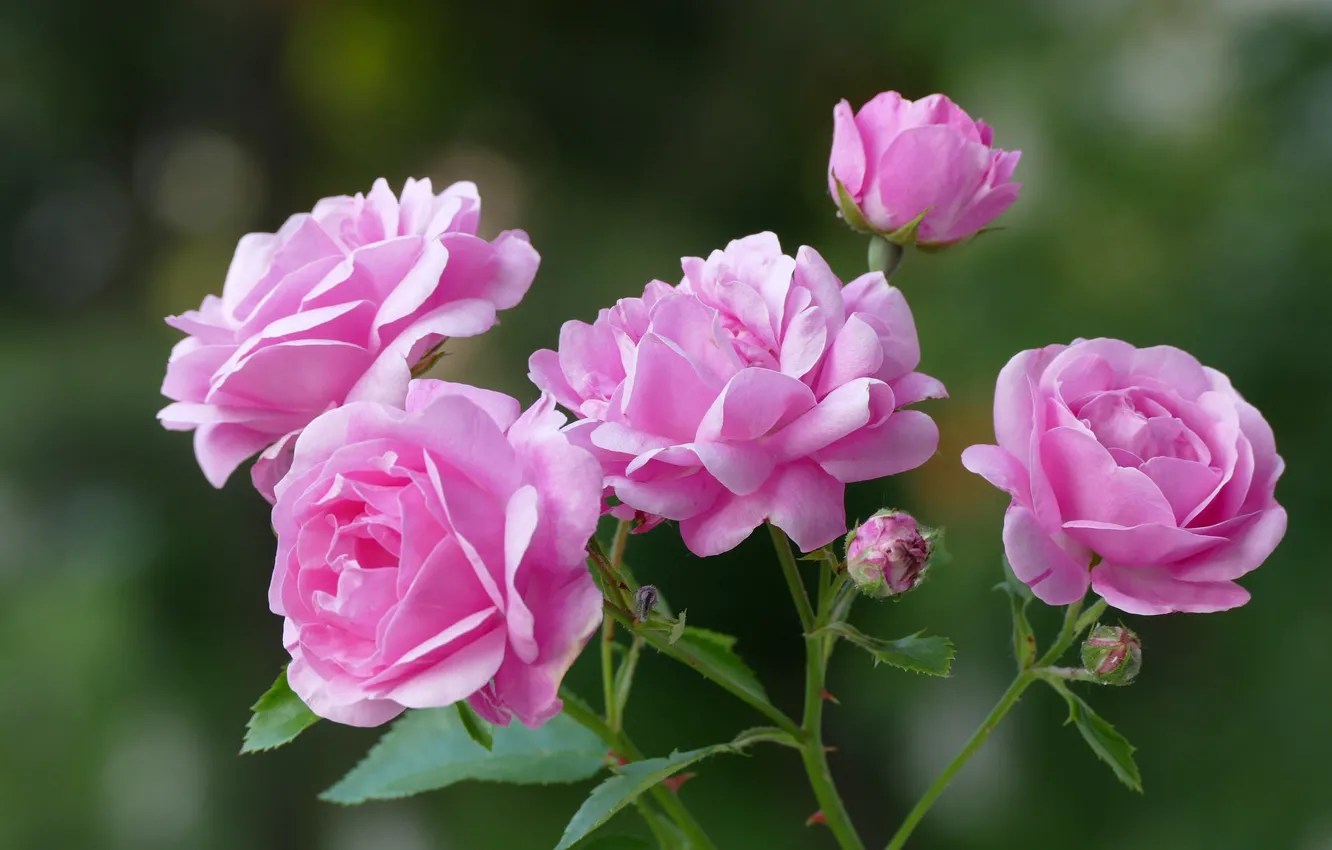 Фото обои фон, розы, лепестки, розовые, бутончики
