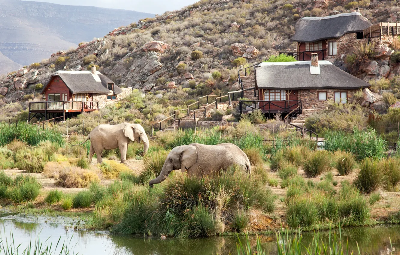 Фото обои Дома, Горы, Слоны, South Africa, Южная Африка, Safari, Сафари, Aquila Private Game Reserve