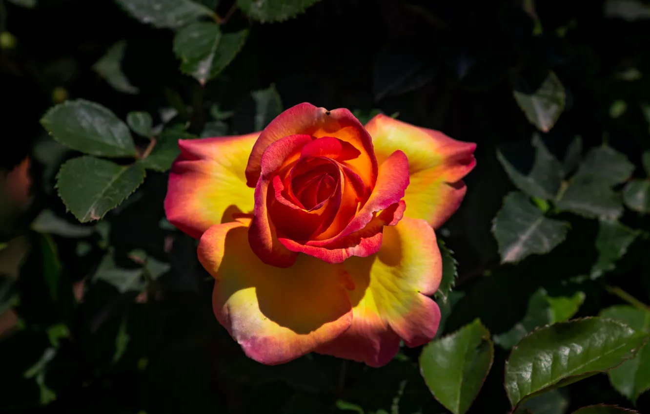 Фото обои цветок, листья, темный фон, роза, оранжевая, сад, бутон, желтая