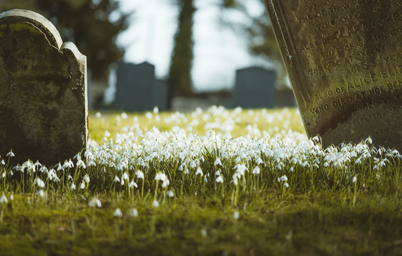 Фото обои цветы, природа, надписи, поляна, весна, подснежники, кладбище, надгробия