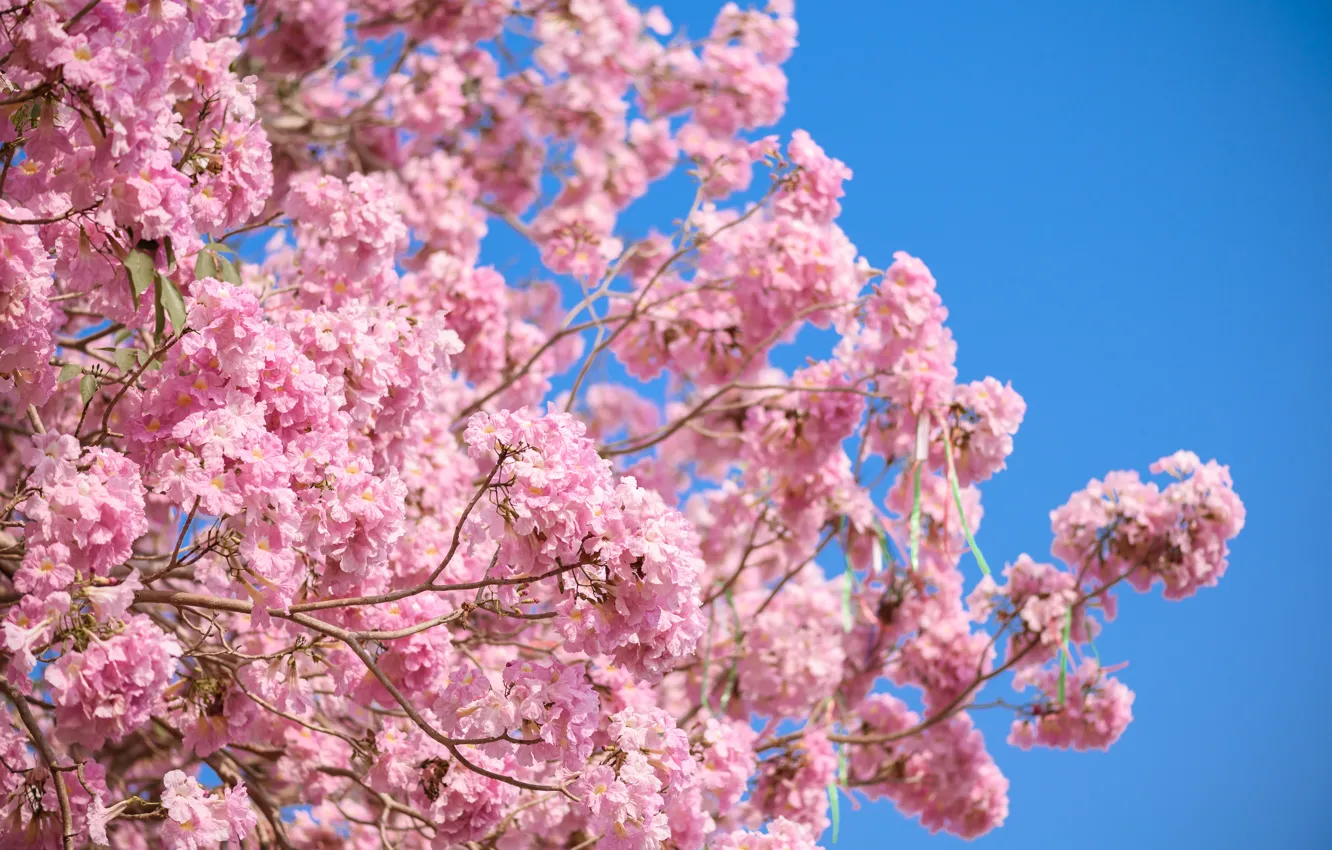 Фото обои цветы, ветки, весна, розовые, цветение, pink, blossom, flowers