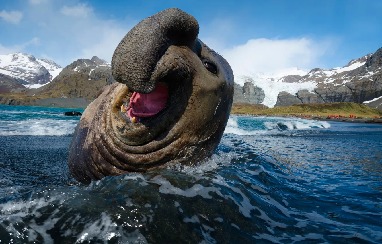 Фото обои тюлень, южный морской слон, Mirounga leonina Linnaeus