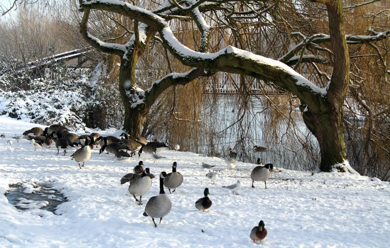 Фото обои зима, деревья, озеро, пруд, парк, утки