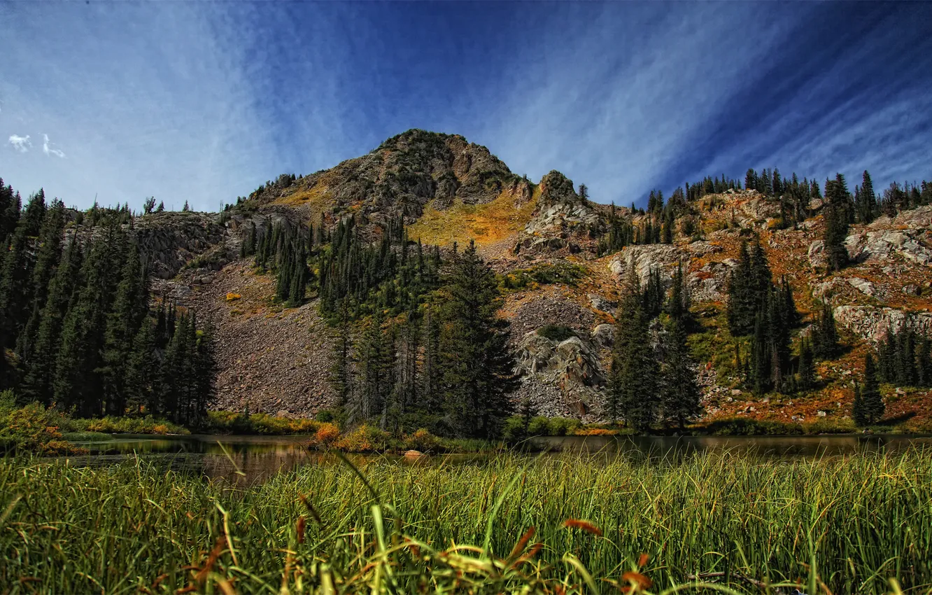 Фото обои лес, трава, озеро, гора, the grass around lake martha