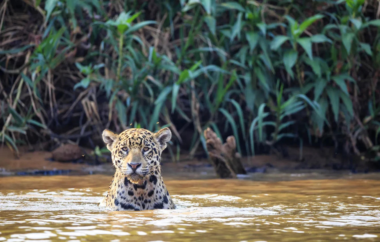 Фото обои кошка, река, ягуар, Бразилия, Пантанал, Куяба