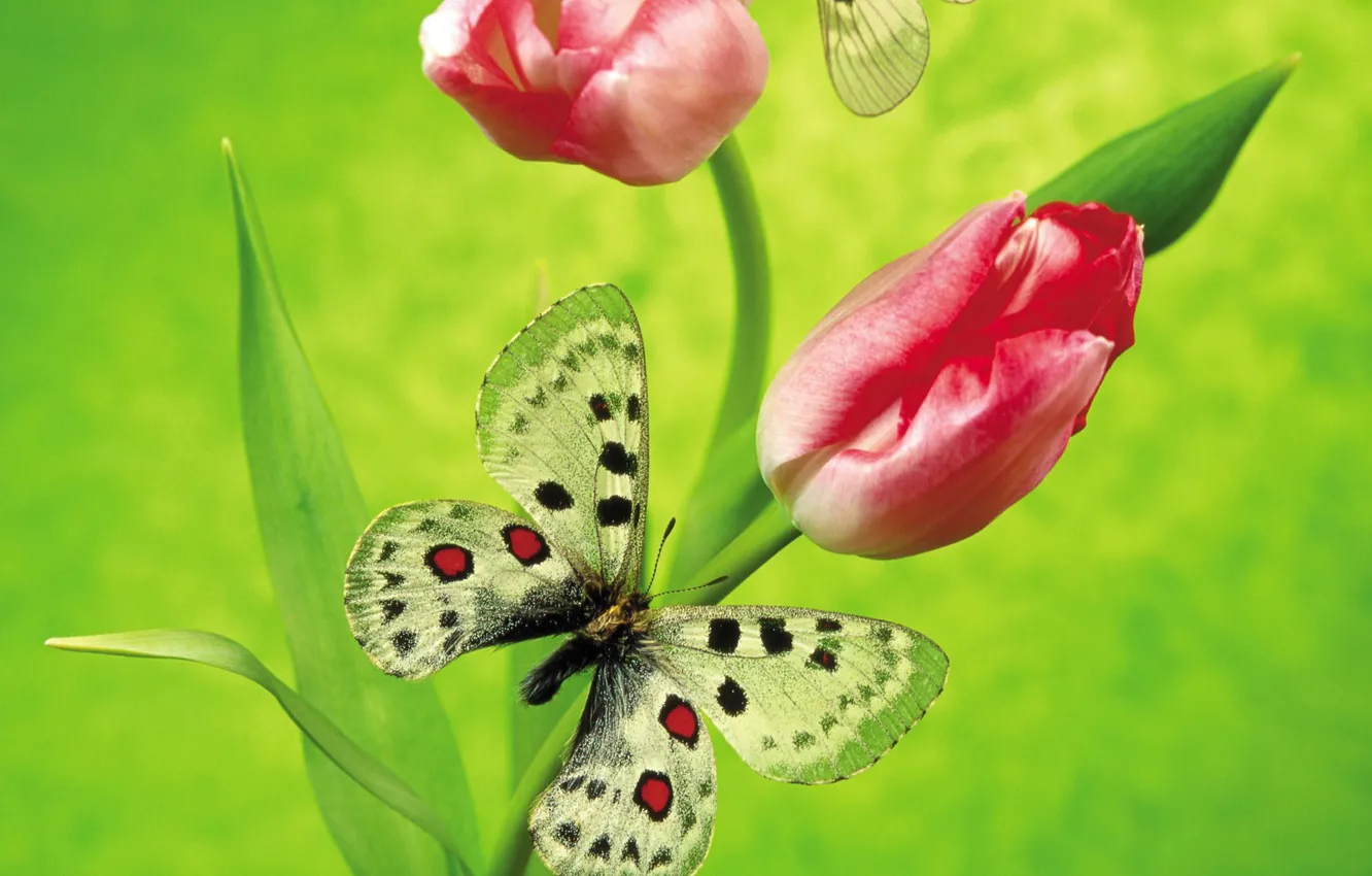 Фото обои цветы, зеленый, бабочка, тюльпан