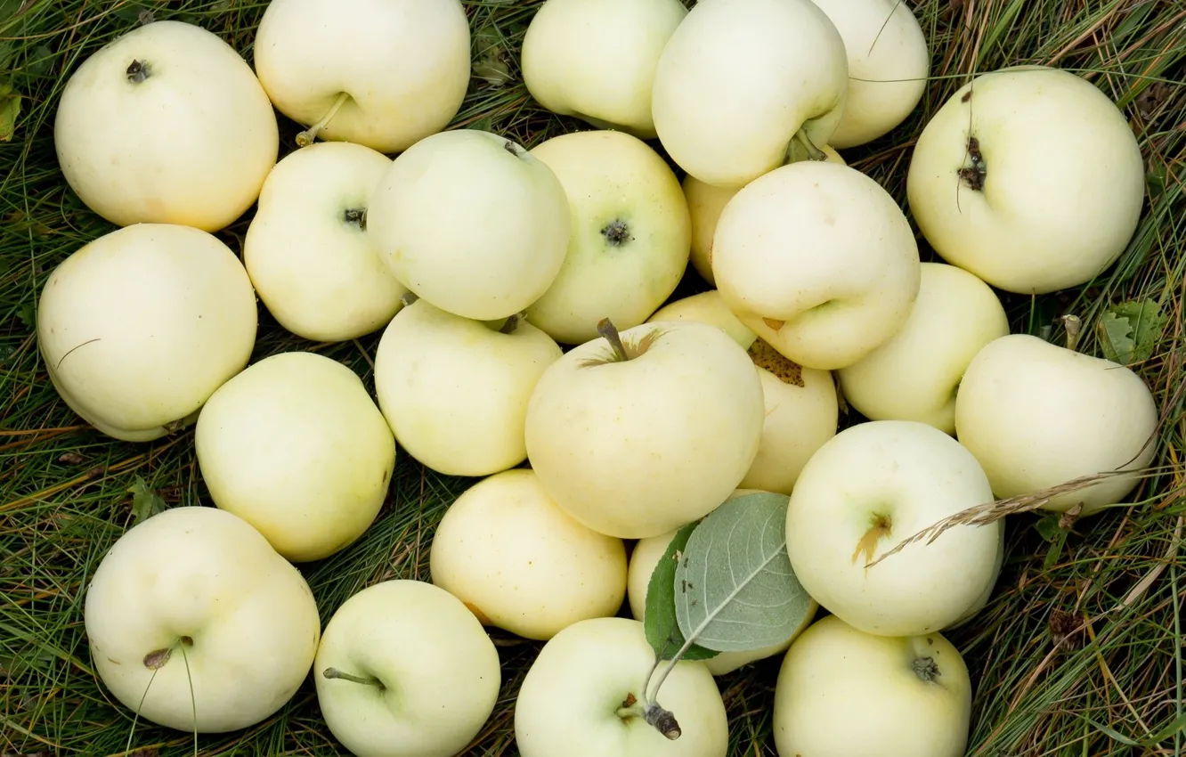 Фото обои осень, яблоки, урожай, плоды