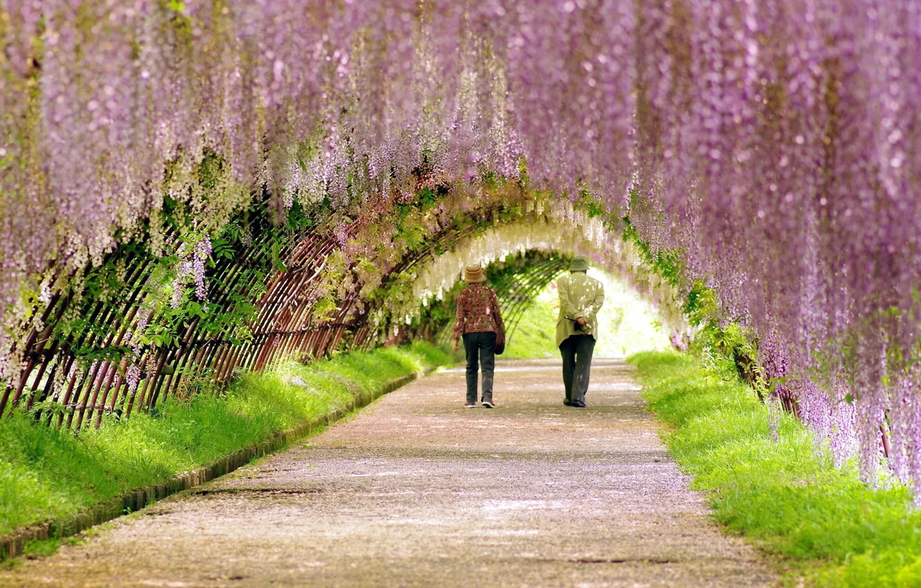 Фото обои дорога, Japan, аллея, Kawachi Fuji gardens, глицинии