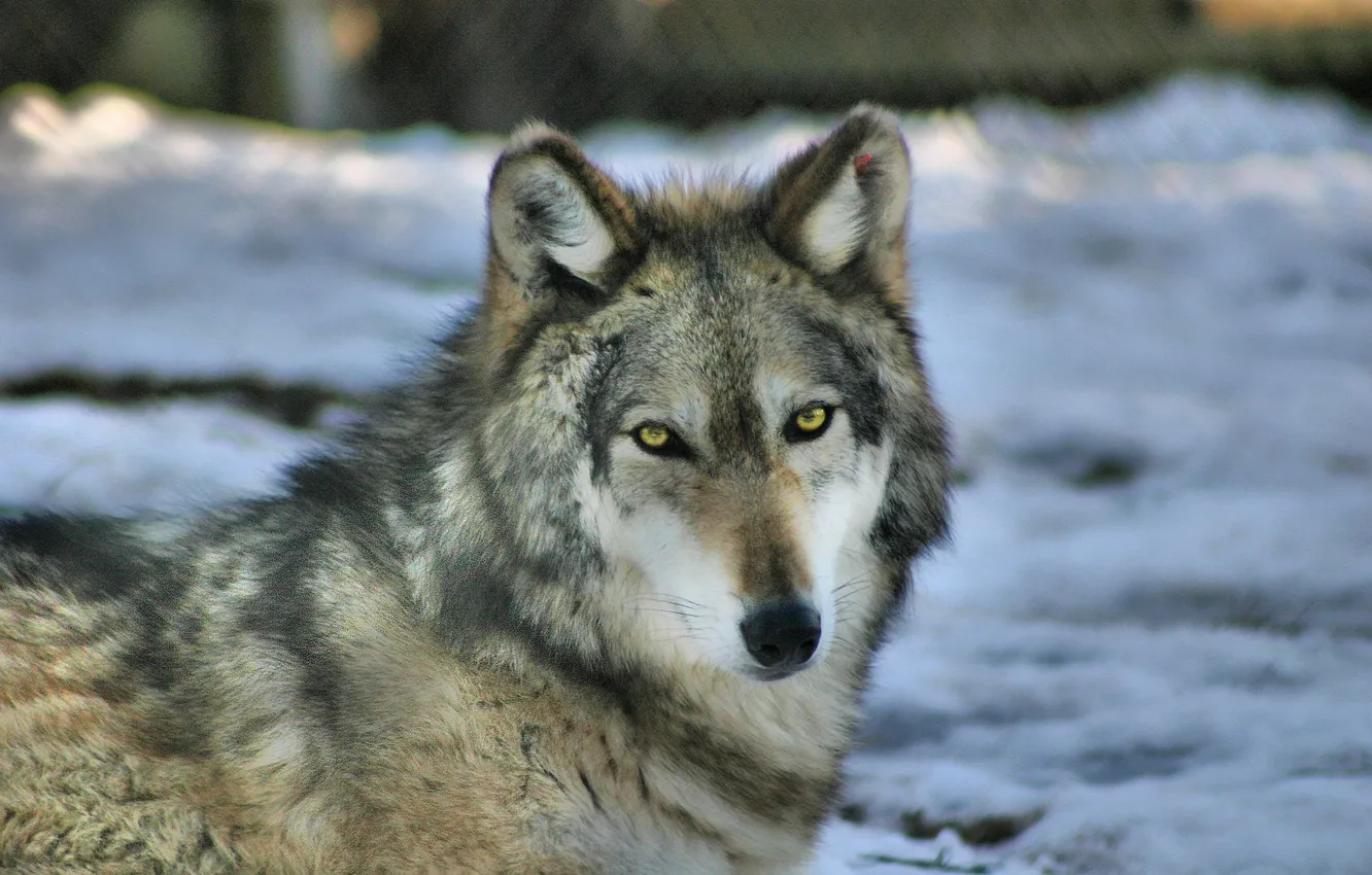 Фото обои nature, snow, predator, face, animal, wolf, wildlife, portrait