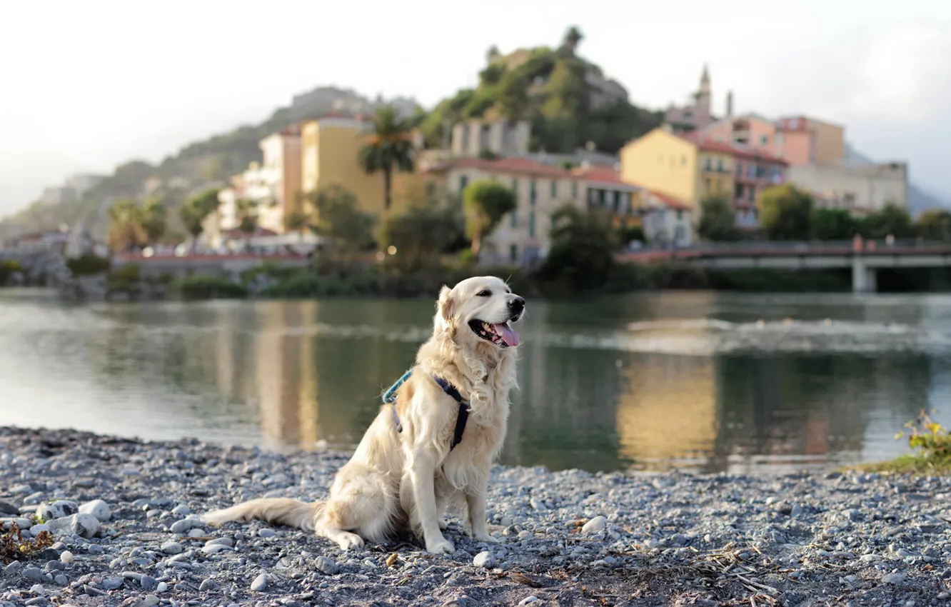 Фото обои город, река, собака, ретривер