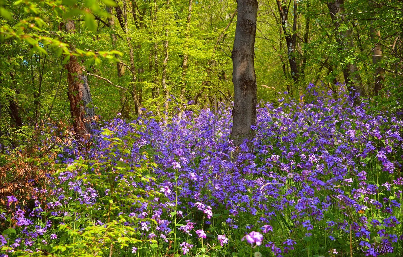 Фото обои Весна, Лес, Цветочки, Flowers, Spring, Forest