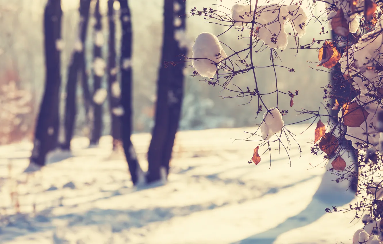 Фото обои зима, листья, снег, ветки, ветви, стволы, фокус