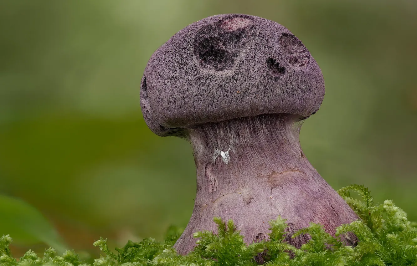 Фото обои осень, грибы, Beat Buetikofer
