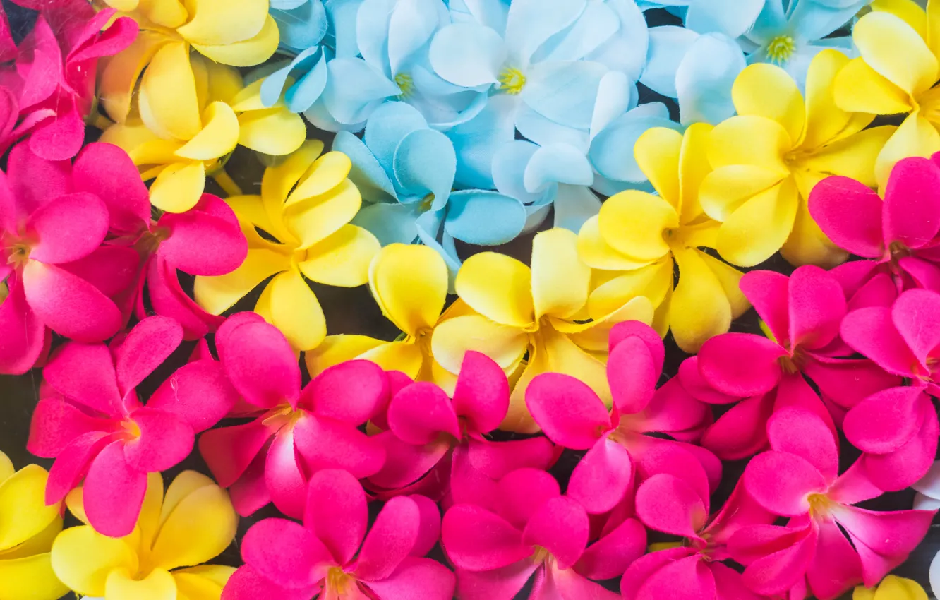 Фото обои цветы, colorful, pink, flowers, плюмерия, plumeria
