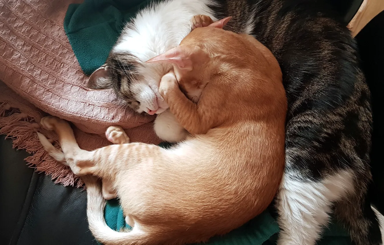 Фото обои кот, коты, день, домашние животные, спящий кот, спящие коты, дневной сон, кот спит