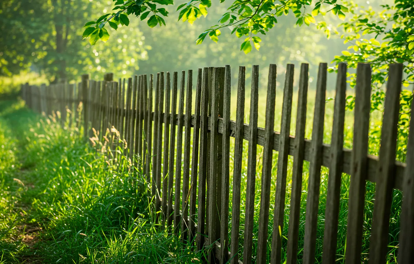 Фото обои лето, трава, деревья, обои, забор, wallpaper, старый, summer
