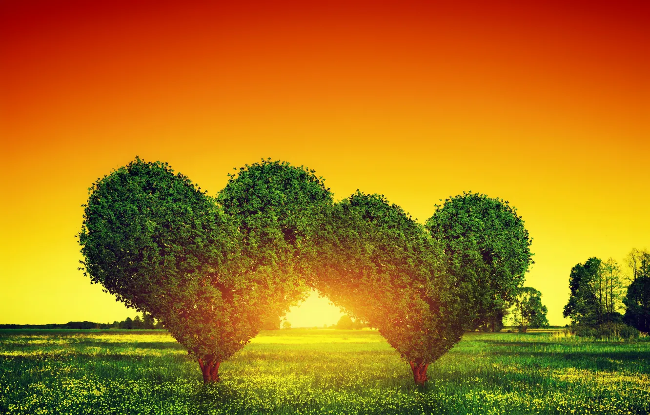 Фото обои любовь, закат, дерево, green, сердце, love, heart, sunset