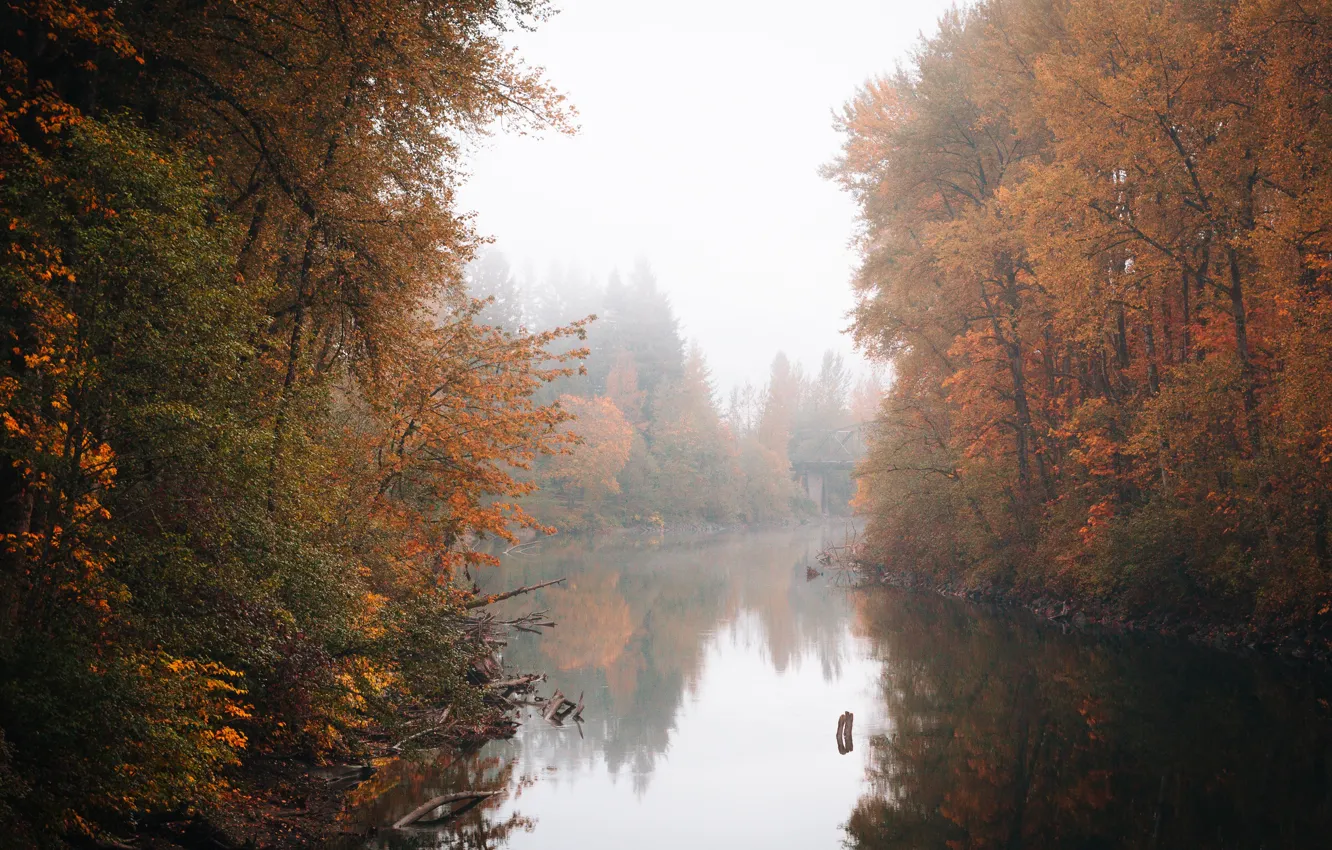 Фото обои деревья, мост, туман, отражение, река, зеркало