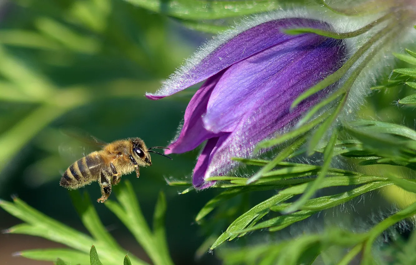 Фото обои зелень, цветок, листья, макро, пчела, сиреневый, пыльца, весна