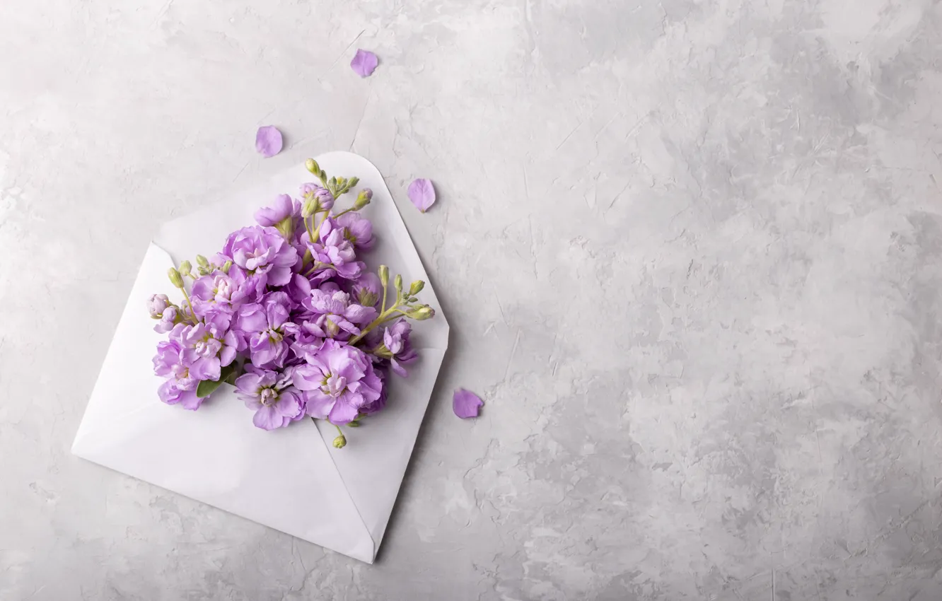 Фото обои цветы, flowers, конверт, spring, violet