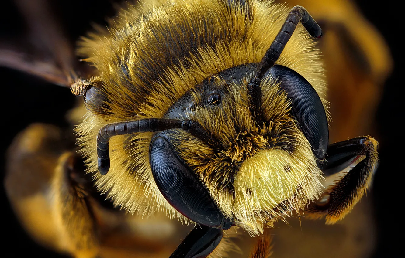Фото обои природа, пчела, насекомое, andrena rudbeckiae