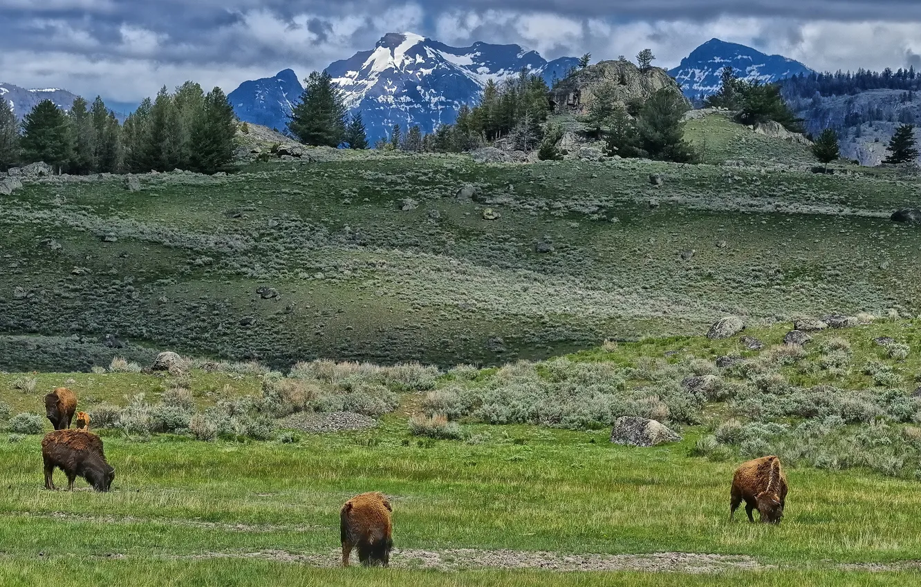 Фото обои Yellowstone National Park, Lamar Valley, bison